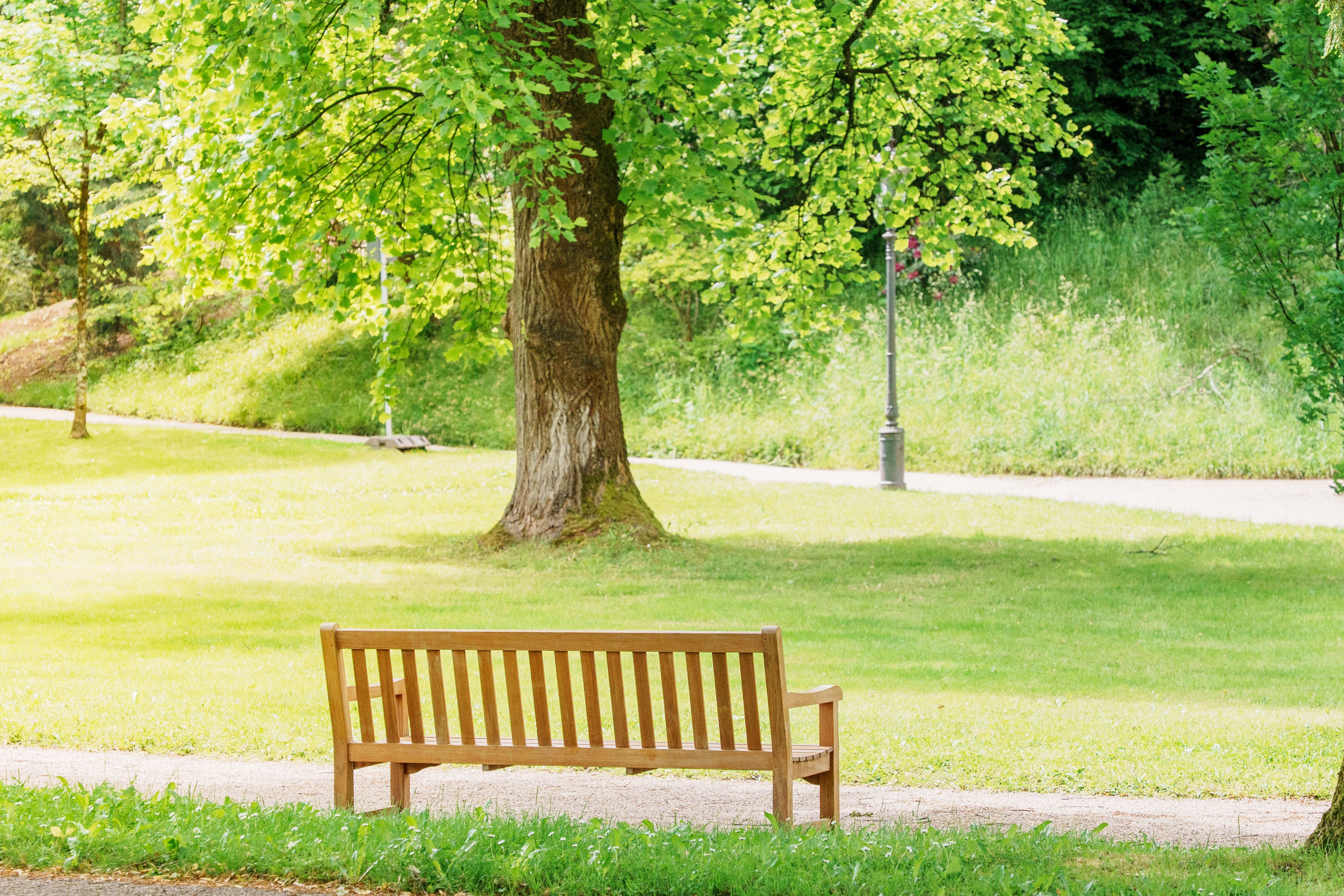 Wooden bench in a park