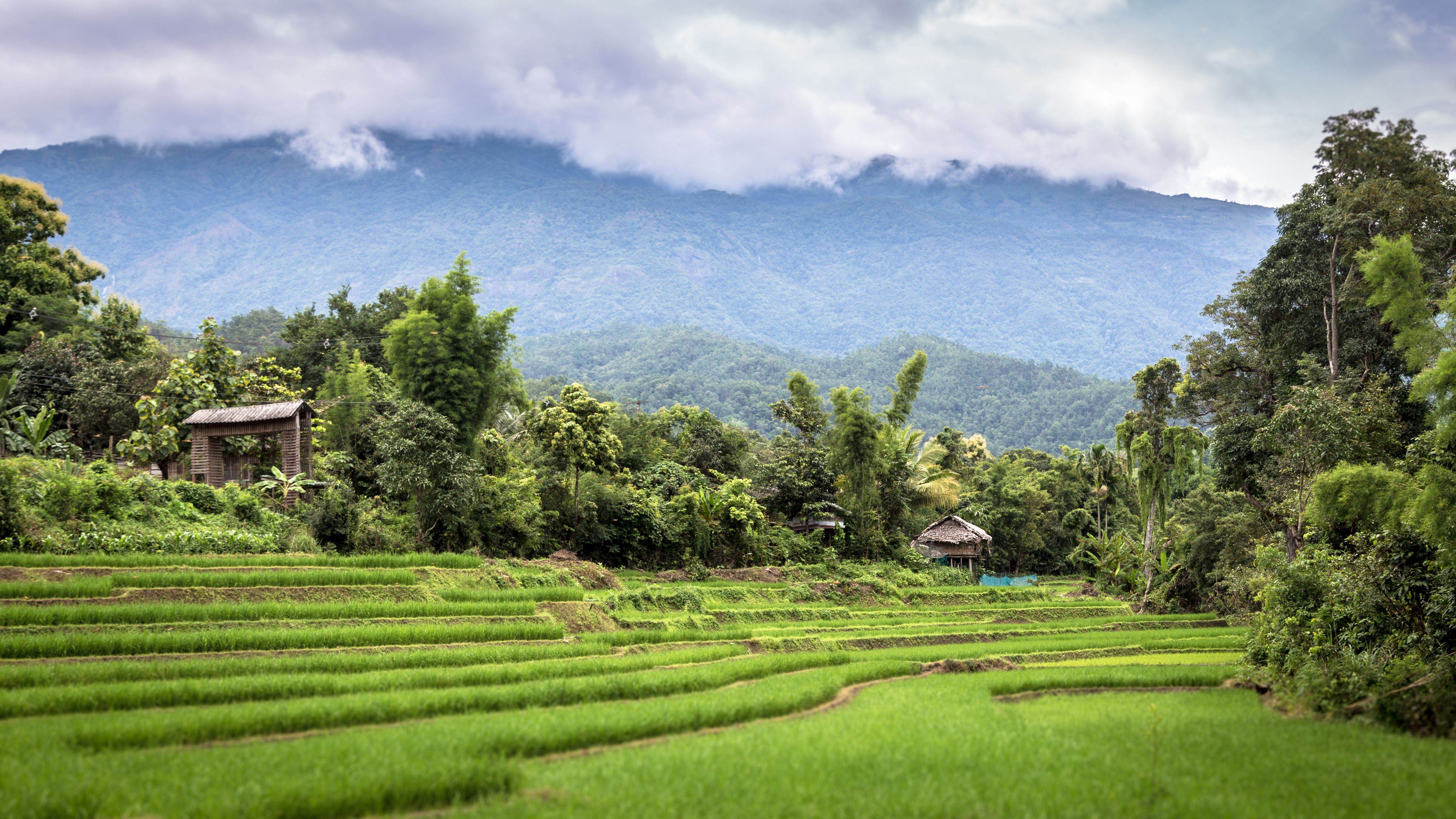 Tiered Thai rice field with mountain backdrop